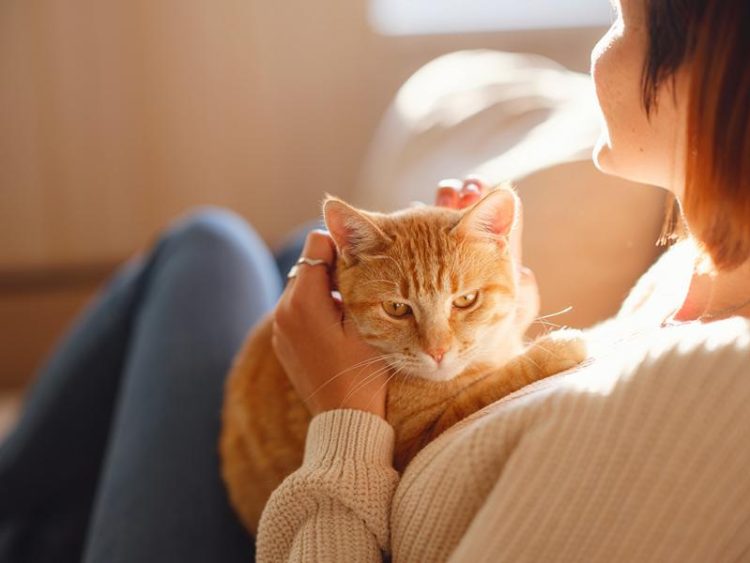 Wie Viel Kostet Eine Burma Katze Katzenmanie De