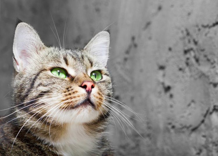 Welche Medikamente bei Niereninsuffizienz Katze? | Katzenmanie.de