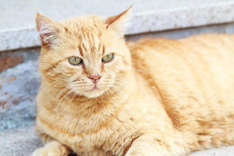 Wann Katze nach Rolligkeit kastrieren? Katzenmanie.de