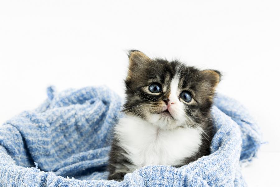 Wann beginnt die Geburt einer Katze?