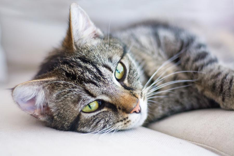 Wie war der Name von Schrödingers Katze?