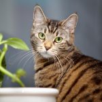 Katze hinter einer Topfpflanze