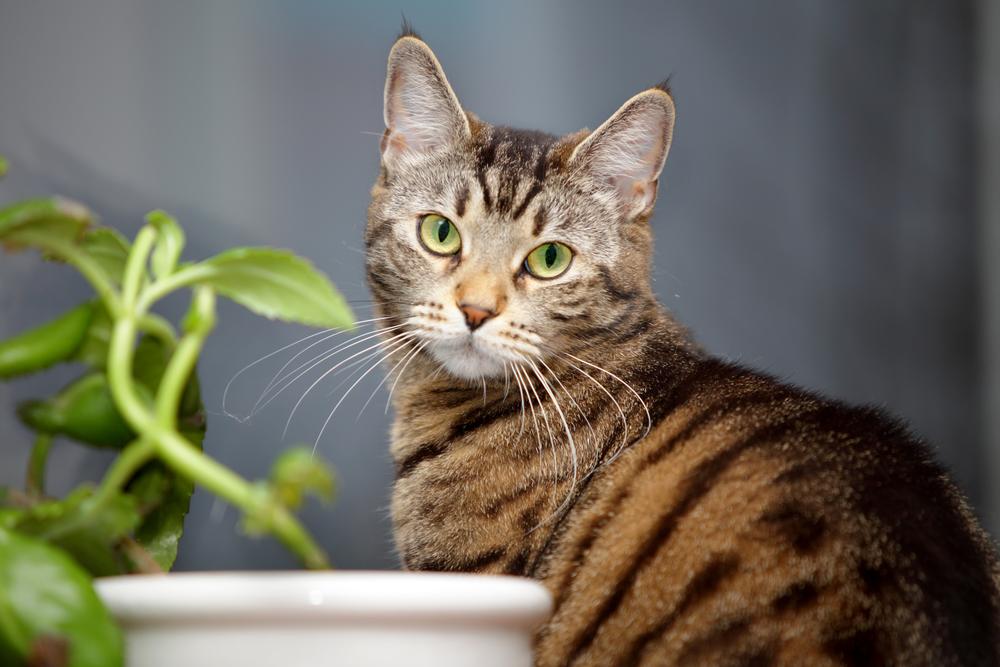 Katze hinter einer Topfpflanze