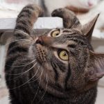 Katze klettert ein Regal hoch
