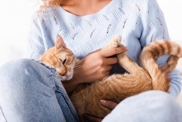 Wie lange dauert die Heilung von Kastration bei Katze? Katzenmanie.de