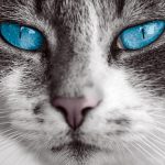 Katze mit blauen Augen