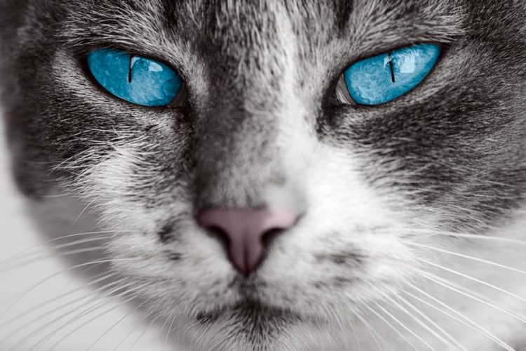 Ist Lavendel giftig für Katze? Katzenmanie.de
