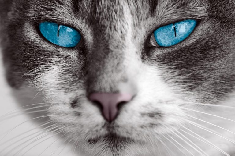 Ist Lavendel giftig für Katze? Katzenmanie.de