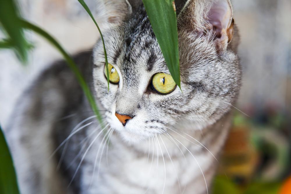 Katze schaut durch eine Pflanze hindurch