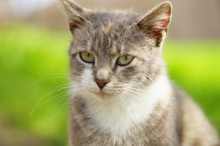 Warum ist meine Katze plötzlich so aggressiv? Katzenmanie.de