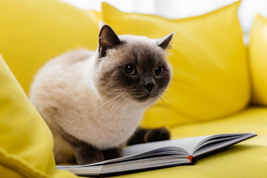 Katze sitzt auf einem Buch