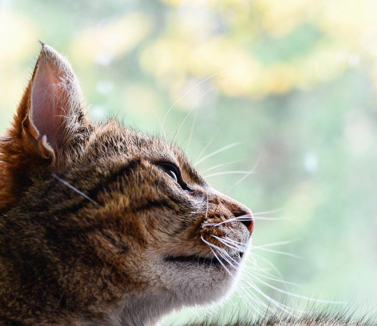 Katze Macht Großes Geschäft Neben Katzenklo Warum pinkelt meine Katze plötzlich neben das Katzenklo? | Katzenmanie.de