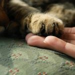 Katzenpfote auf Menschenhand