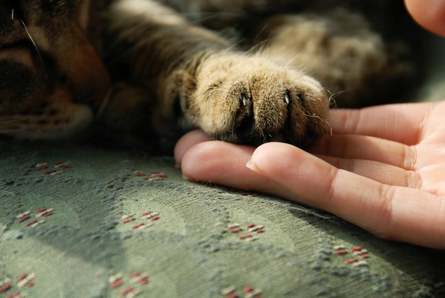 Katzenpfote auf Menschenhand