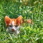 Kitten spielt im Gras