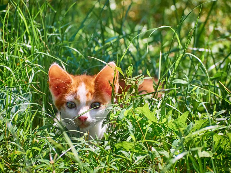 Kitten spielt im Gras