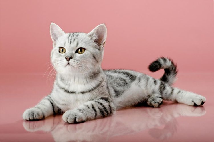 Schwarze Katze Von Links Nach Rechts Bedeutung Was bedeutet es wenn eine schwarze Katze von links nach rechts über die