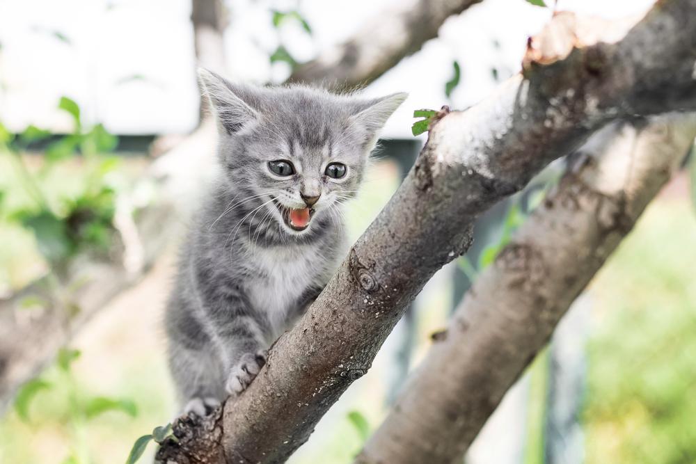 Kleines Kätzchen auf einem Ast im Baum
