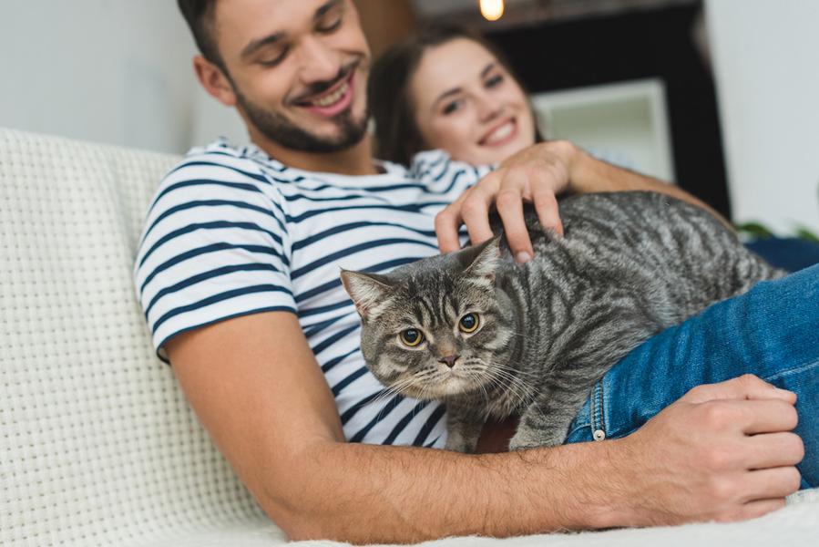 Wie oft kann eine Katze hintereinander schwanger werden?