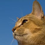 Profil eines Katzenkopfes vor blauem Himmel