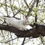 Weiße Katze auf der Jagd in einem Baum
