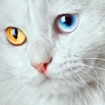 weiße Katze mit zwei verschiedenfarbenen Augen