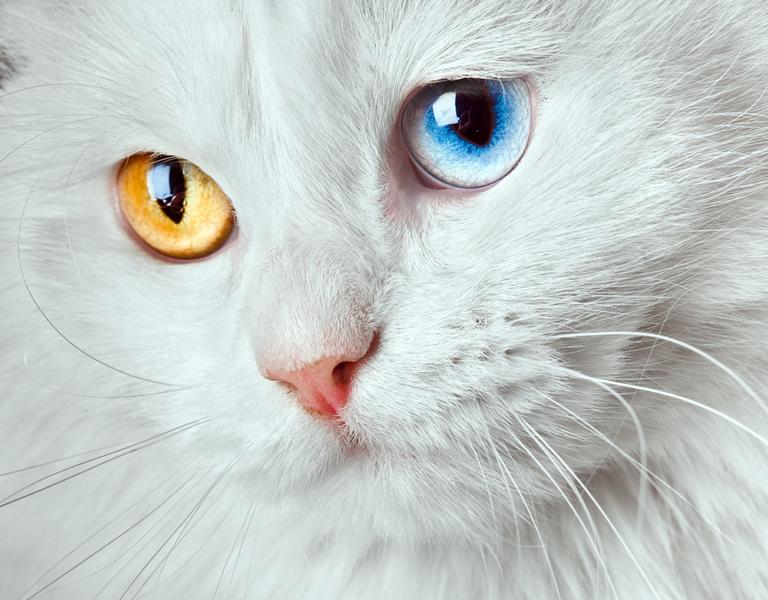 weiße Katze mit zwei verschiedenfarbenen Augen