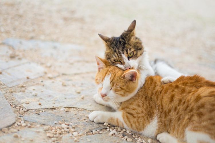 Wie hieß die Katze von Gargamel von den Schlümpfen? Katzenmanie.de