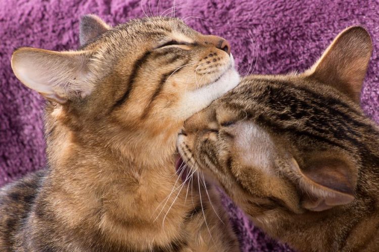 Warum ist meine Katze so böse? Katzenmanie.de