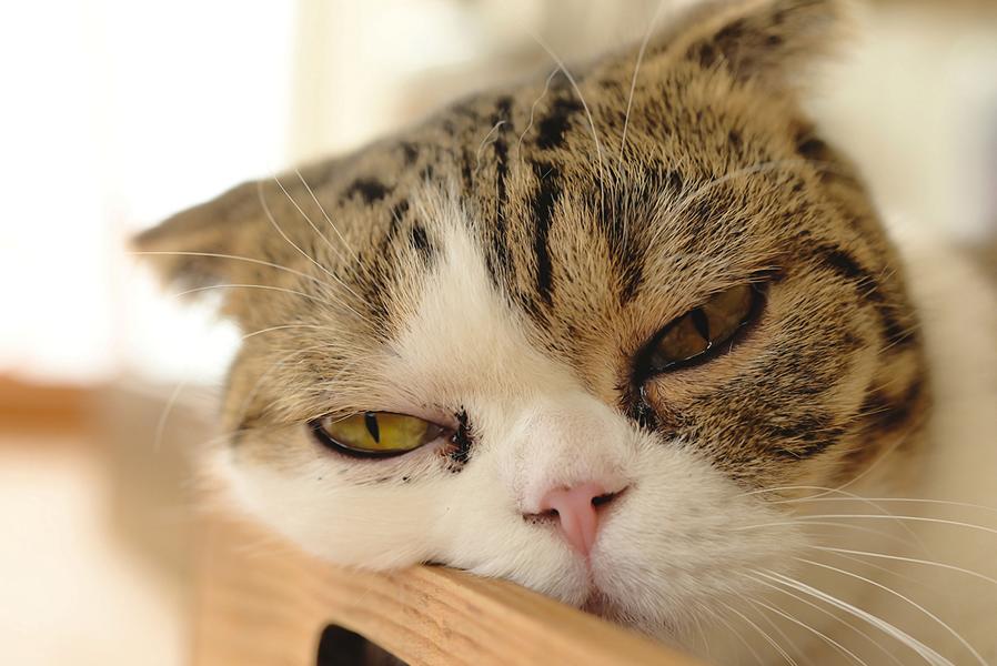 Wie lange dauert Durchfall bei futterumstellung Katze?