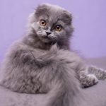 graue Katze auf einem Sofa