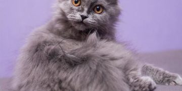 graue Katze auf einem Sofa