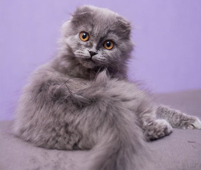 graue Katze auf einem Sofa