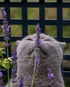 36+ Lavendel Aussäen Katze, Der geruch gilt als entspannend und
