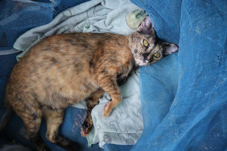 Katze Hat Harten Bauch Und Miaut Wie erkenne ich ob meine Katze Bauchschmerzen hat? | Katzenmanie.de