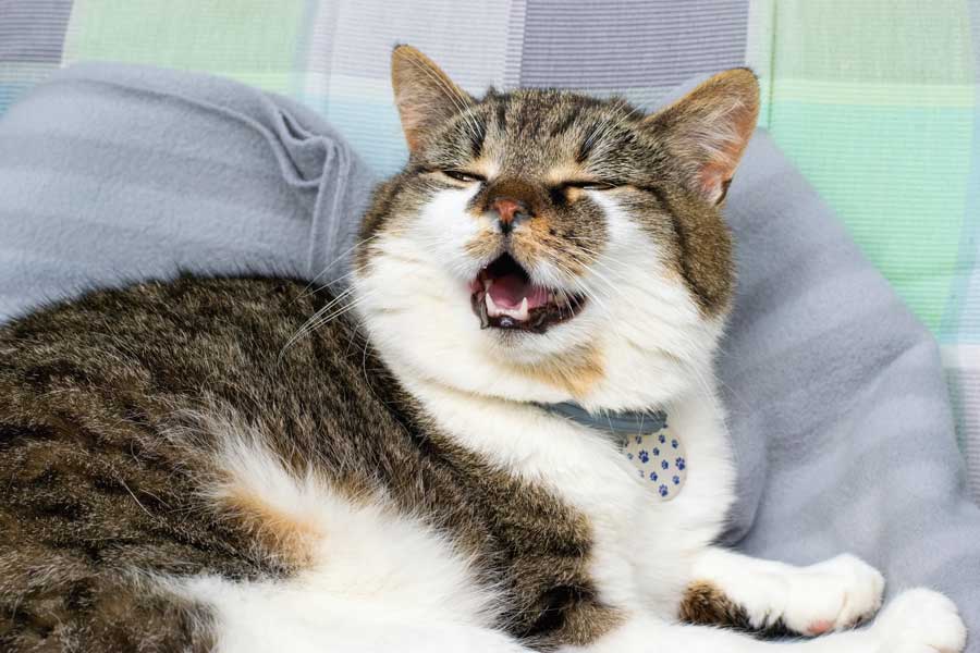 Wie steckt sich eine Katze mit Katzenschnupfen an?
