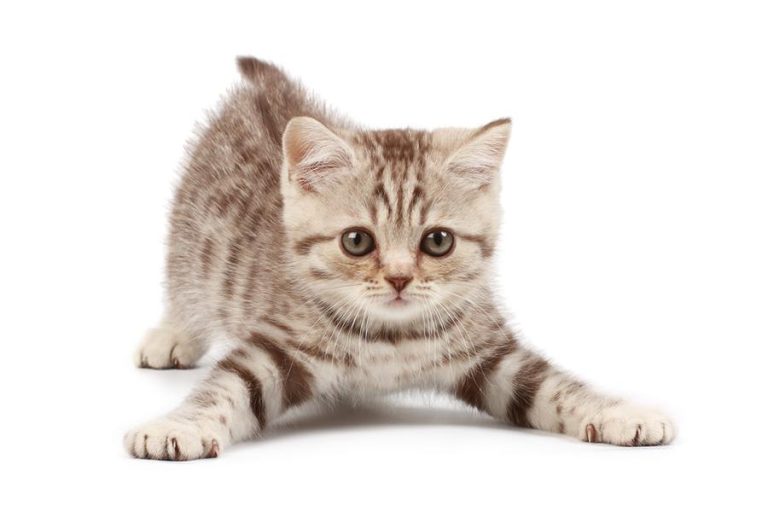 Was tun wenn Katze Zuckungen hat? Katzenmanie.de