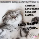 morgen eines katzenhalters