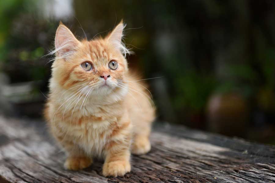 Die kleinste Katzenrasse der Welt?