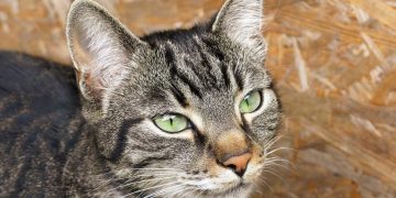 niedliche europäische Hauskatze mit wunderschönen Augen
