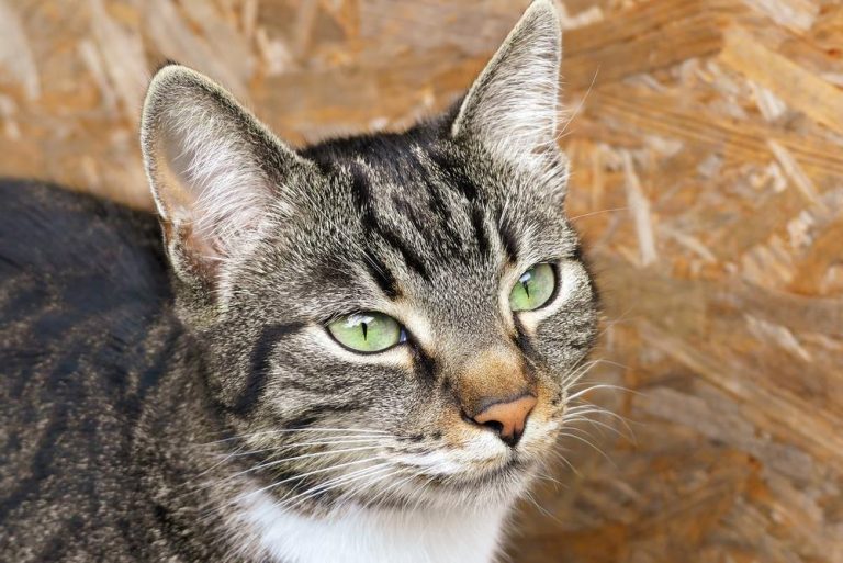 Wie schnell kann eine Katze werden? Katzenmanie.de