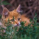 Rote Katze mit grünen Augen im Gras