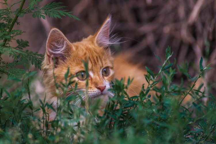 Was ist wenn meine Katze große Pupillen hat? Katzenmanie.de