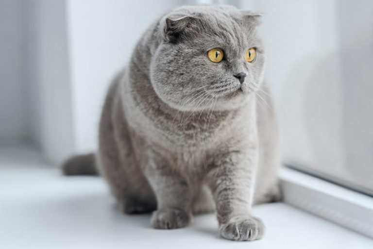 Was sollte eine BKH Katze wiegen? | Katzenmanie.de