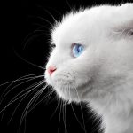 Weiße Katze vor schwarzem Hintergrund