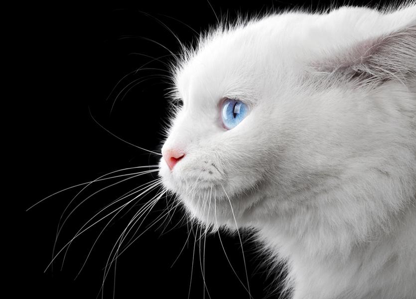 Weiße Katze vor schwarzem Hintergrund