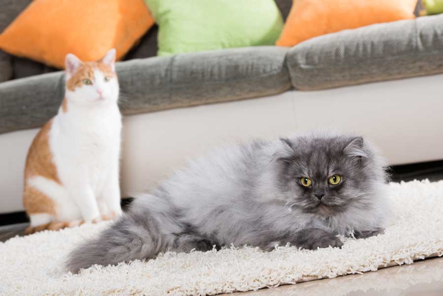 Welche Katze eignet sich am besten als reine Wohnungskatze?