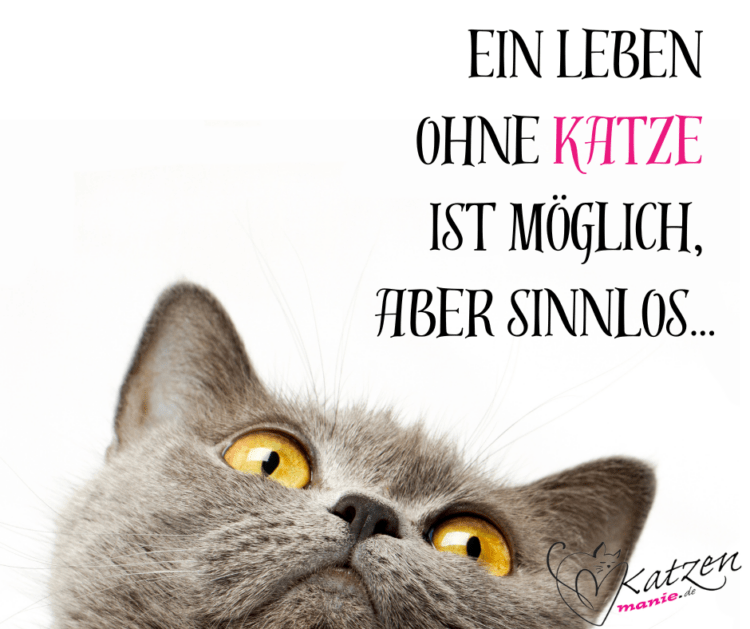 Leben ohne Katze Katzenmanie.de