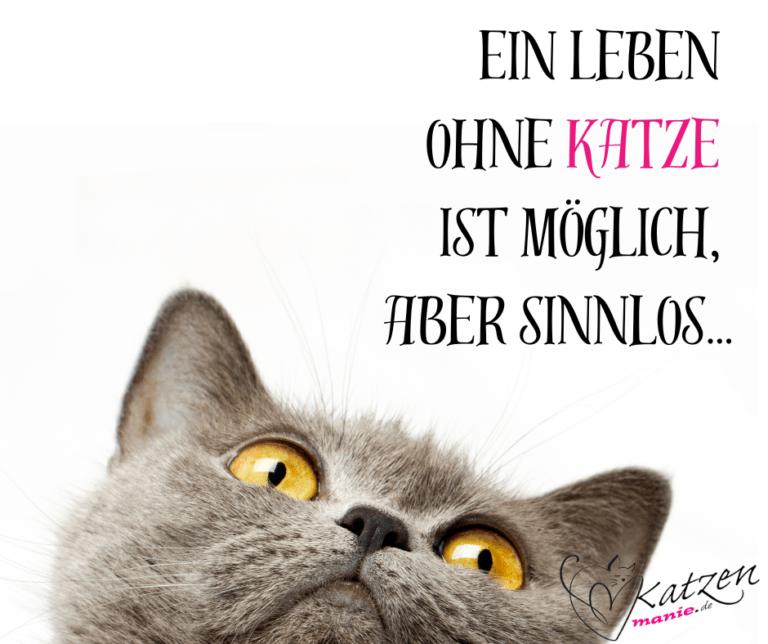 Leben ohne Katze Katzenmanie.de