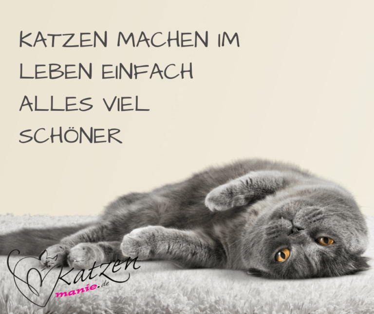 Katzen machen alles schöner Katzenmanie.de